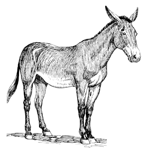 https://commons.wikimedia.org/wiki/File:Mule_(PSF).png