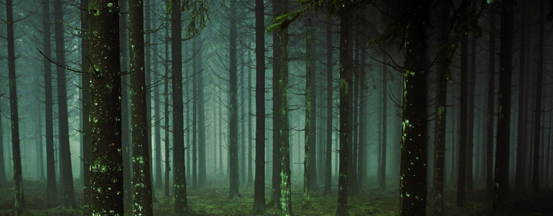 https://pixabay.com/photos/forest-trees-fog-moss-forest-floor-1258845/