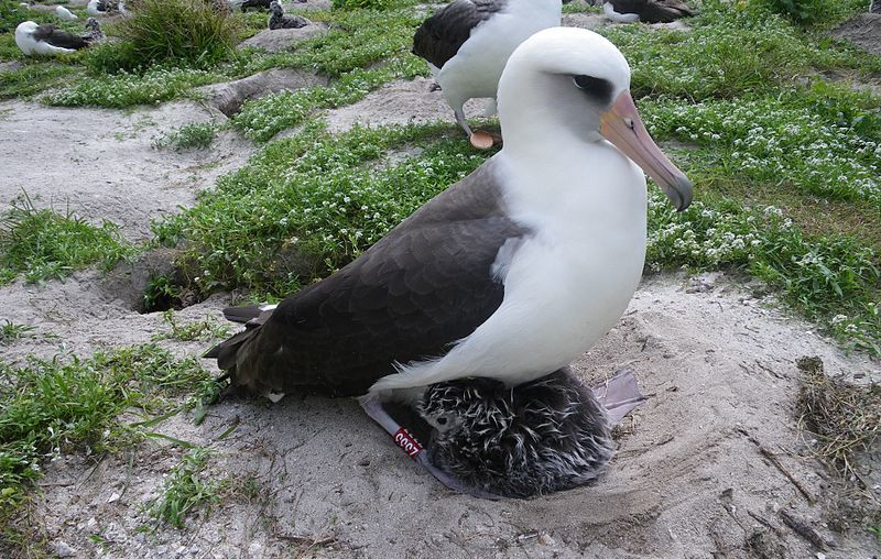 https://commons.wikimedia.org/wiki/File:Laysan_albatross_fws.JPG