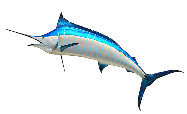 https://commons.wikimedia.org/wiki/File:Blue_marlin.jpg